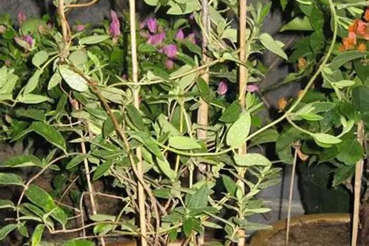 金银花上什么肥料最合适,金银花的正确施肥方法介绍
