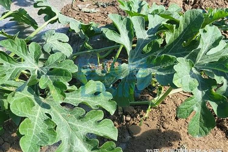 西瓜种植具体步骤
