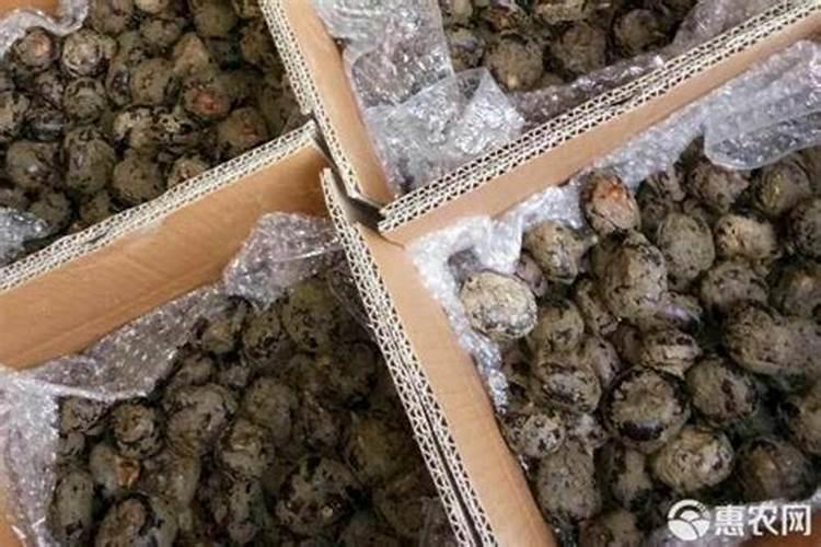 柠檬酸的酸性和磷酸谁强？柠檬酸能溶解牙石(磷酸钙)吗？