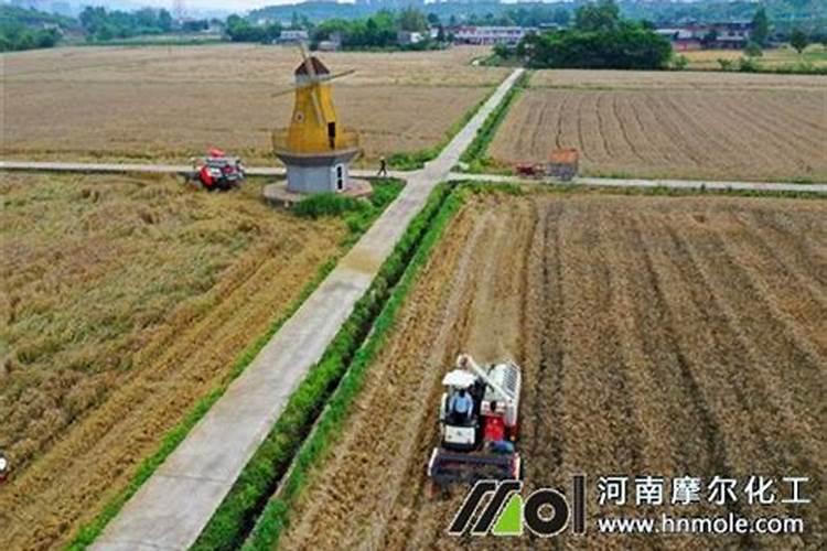 立秋以后花生秧孑还长吗？还用打控旺要吗？