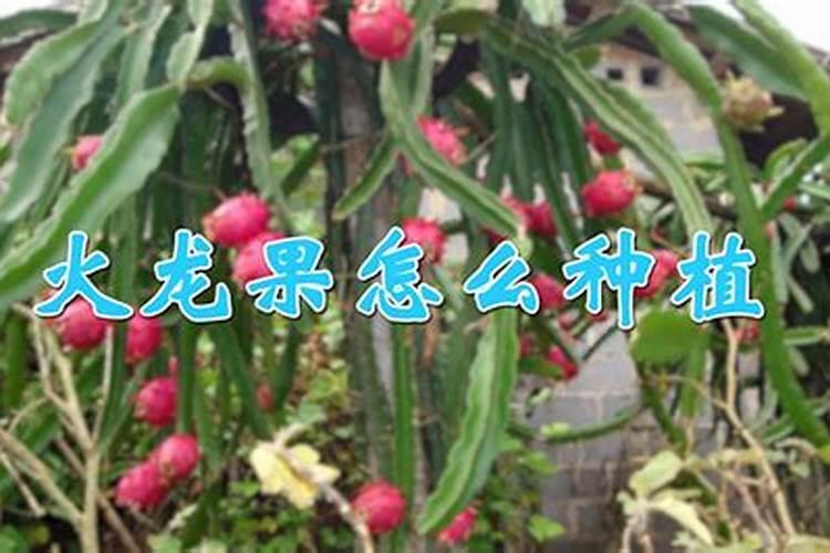 提高石榴树开花坐果的方法