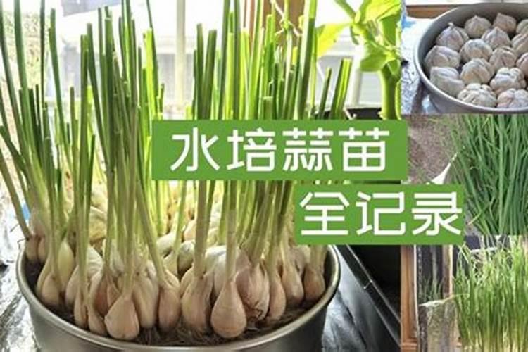 西瓜播种前可以用高锰酸钾消毒杀菌？