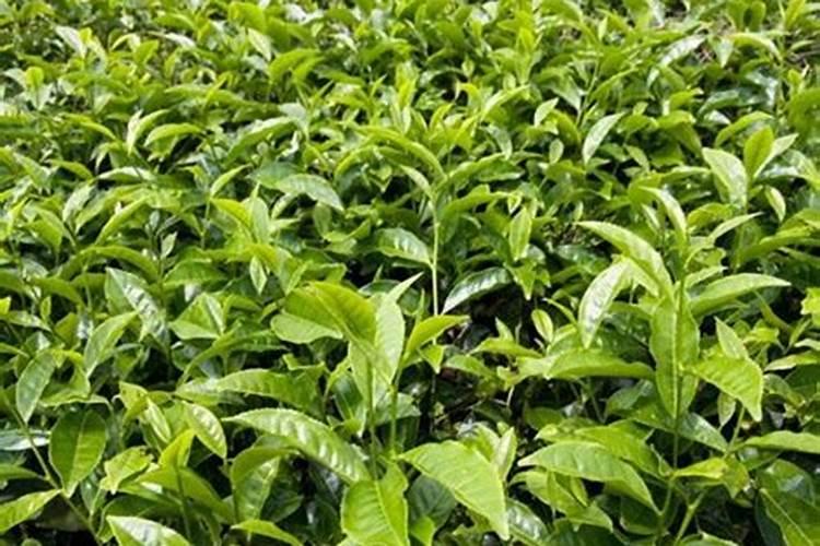 茶园如何使用钾肥？