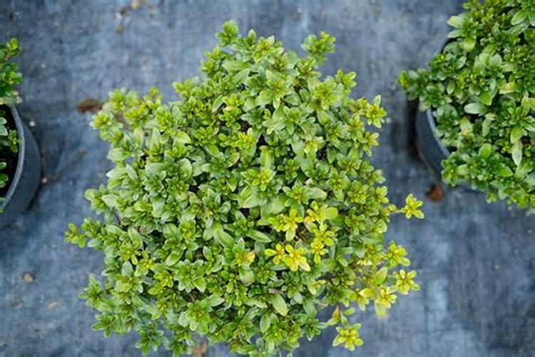 葡萄花后芸苔素内酯使用方法