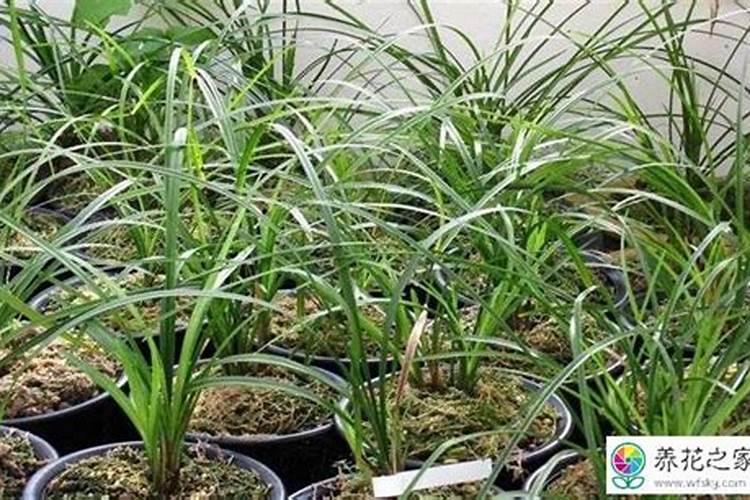 碧护不能和什么混用,碧护一克兑水多少