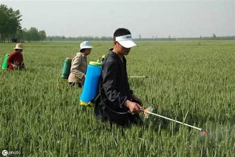 黄花菜花蕾脱落是什么原因造成的？该如何防治？