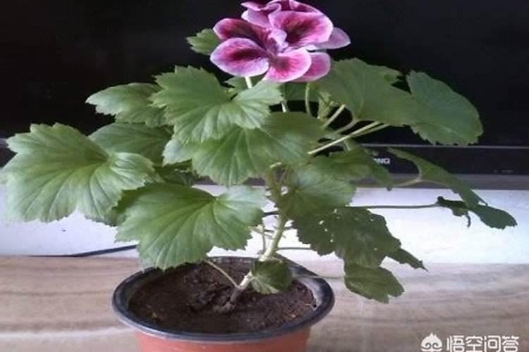蝴蝶梅不开花用什么办法能开花呢