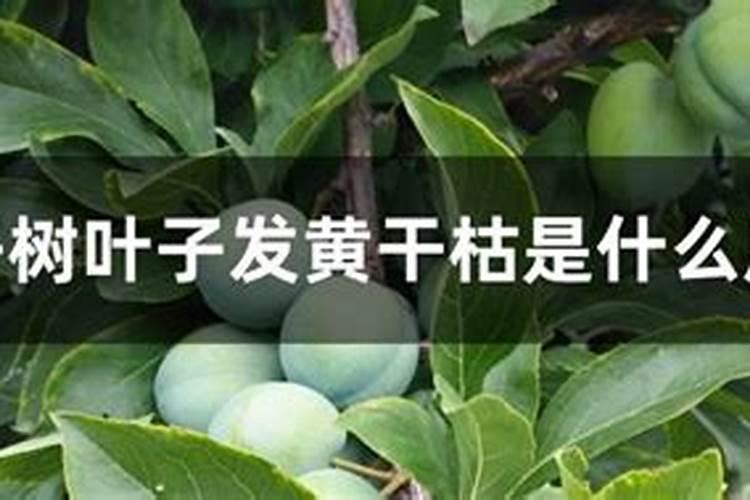 李子树施什么肥好