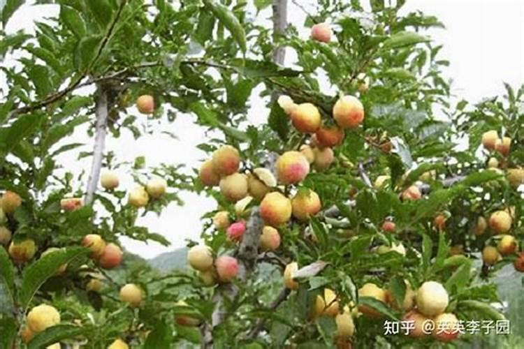 李子树施什么肥好