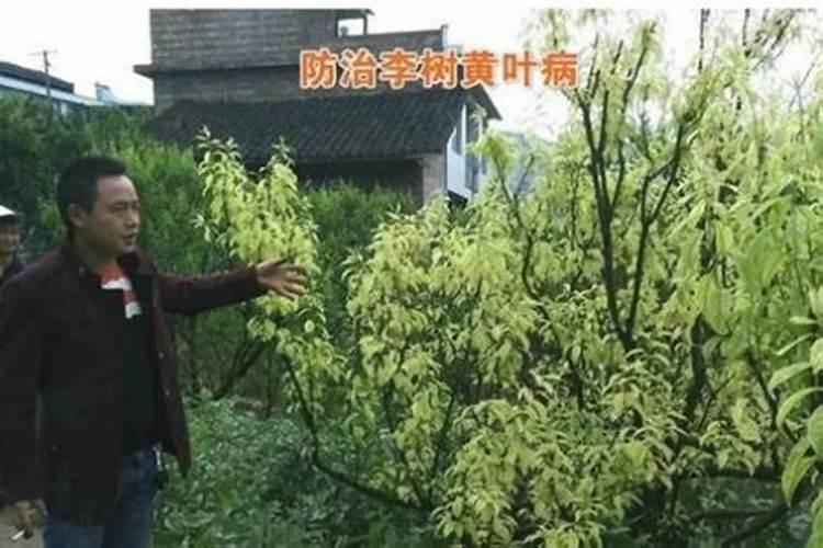 李子树叶子黄是怎么回事？