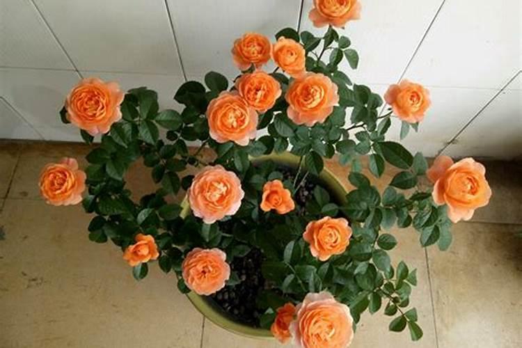 栀子花开花时能浇水吗