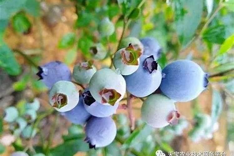 盆栽蓝莓家家户户都值得拥有,因为养护简单,营养价值高