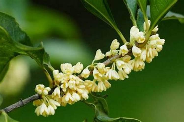 桂花怎么施肥