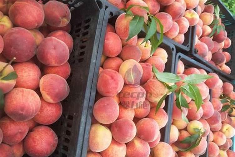 尿素喷施叶面肥按多少的比例兑水