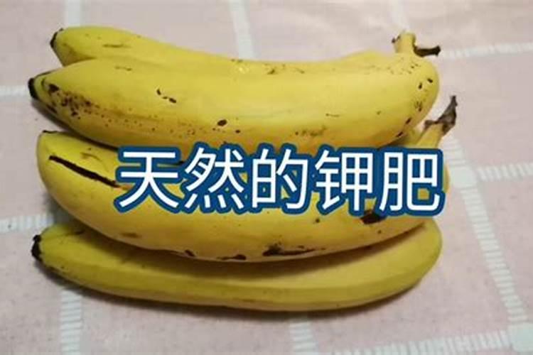 香蕉皮做肥料最佳方法