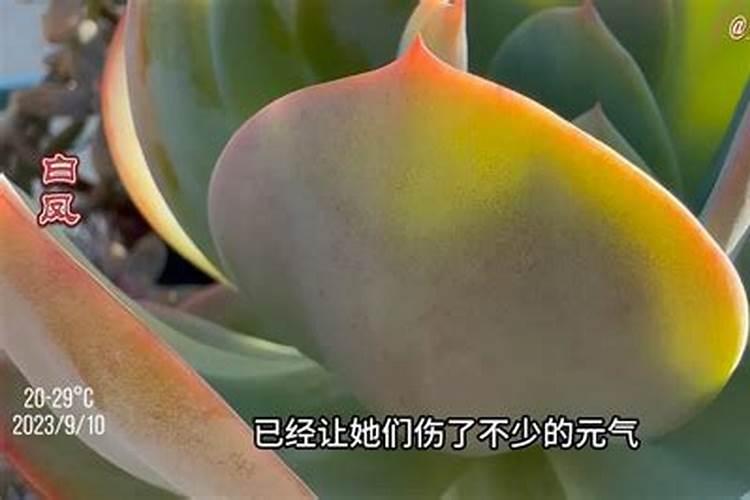 “文竹”总怕养不好？没那么难,施肥做得好文竹也能绿油油!