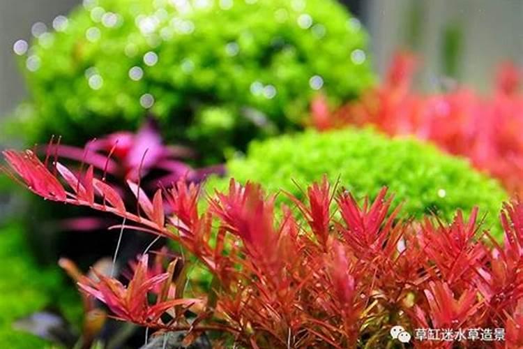 如何护理好红色水草？