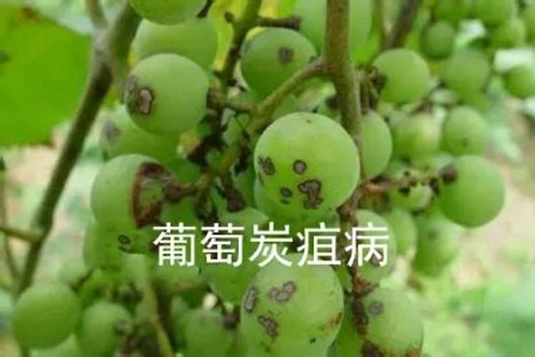 西红柿挂果后施什么肥