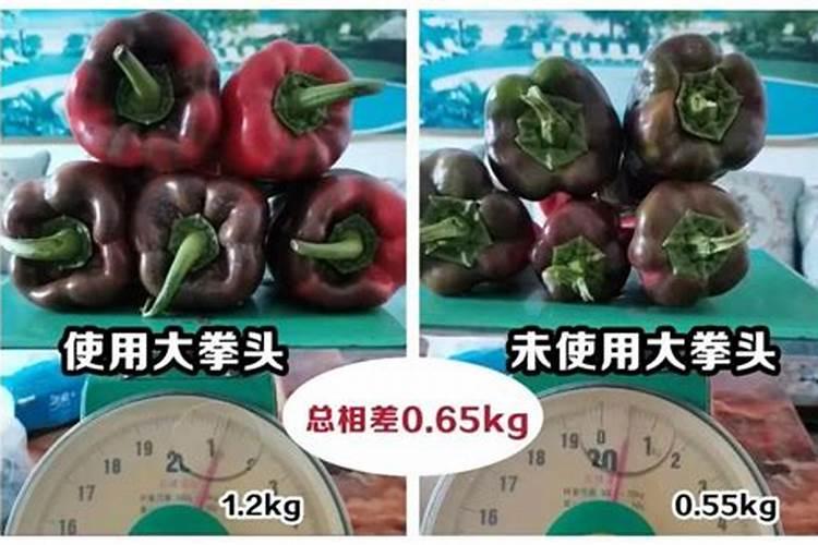 玉米一垧地叶面施肥要用多少尿素水