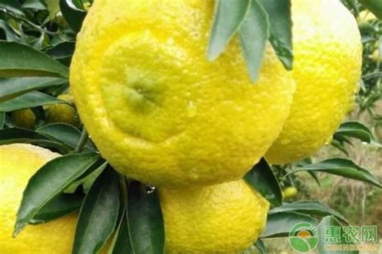 蜜桔的养殖方法和种植技巧