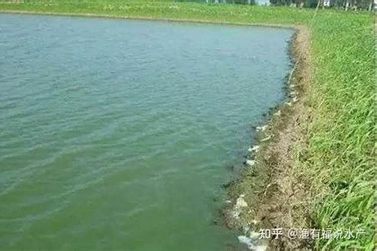 菌藻旺调水素