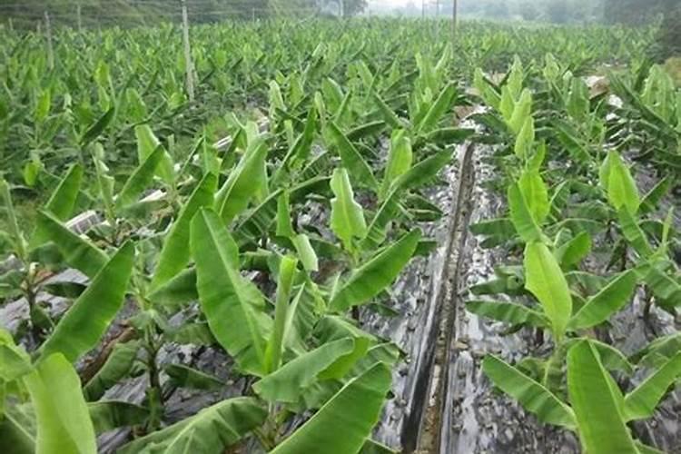 香蕉挂果的时候用什么肥料最好？