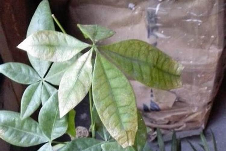 发财树用什么肥料最好,含氮的复合有机肥最利于生长