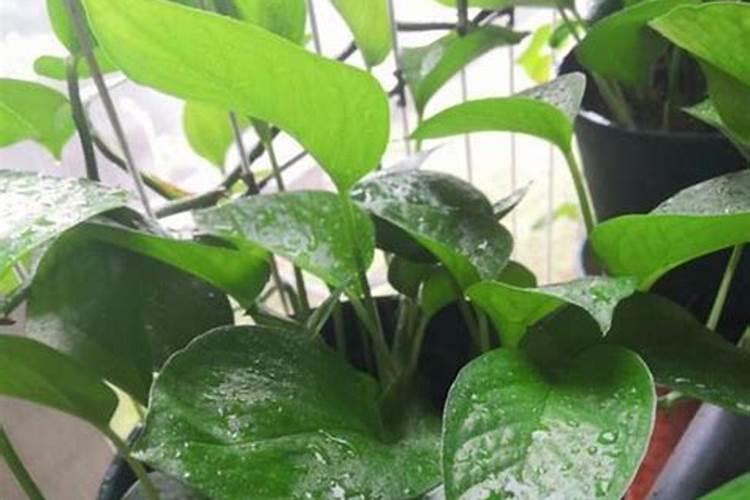 动植物腐烂后的黑色物质是什么