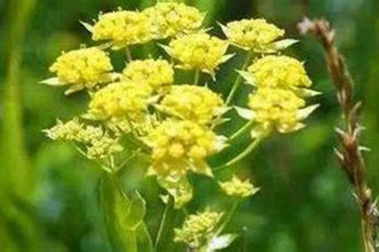 柴胡用什么化肥壮根