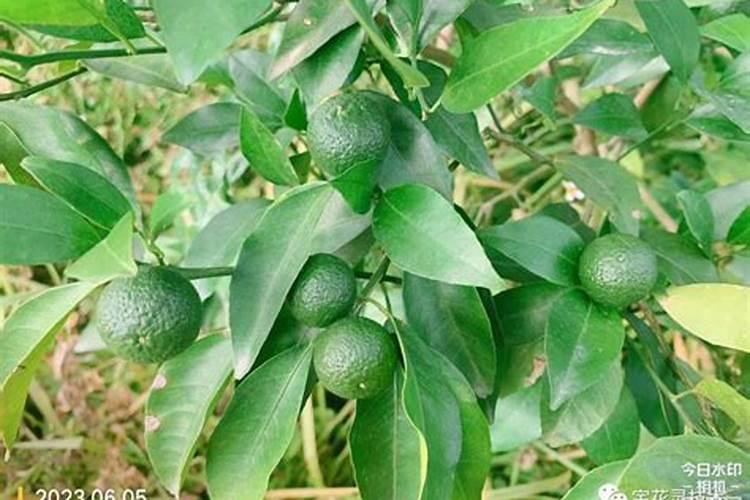 沃柑膨果期管理要点