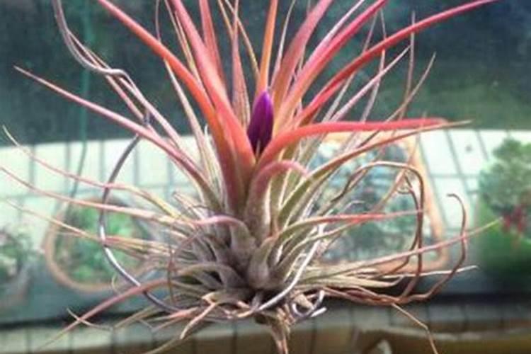 空气凤梨植物室内养殖方法有哪些
