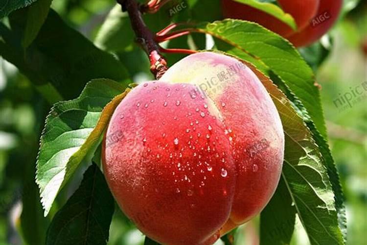 种西红柿用什么肥料最好