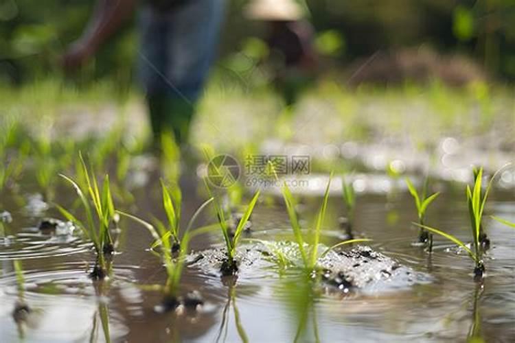 水稻施肥时间一览表