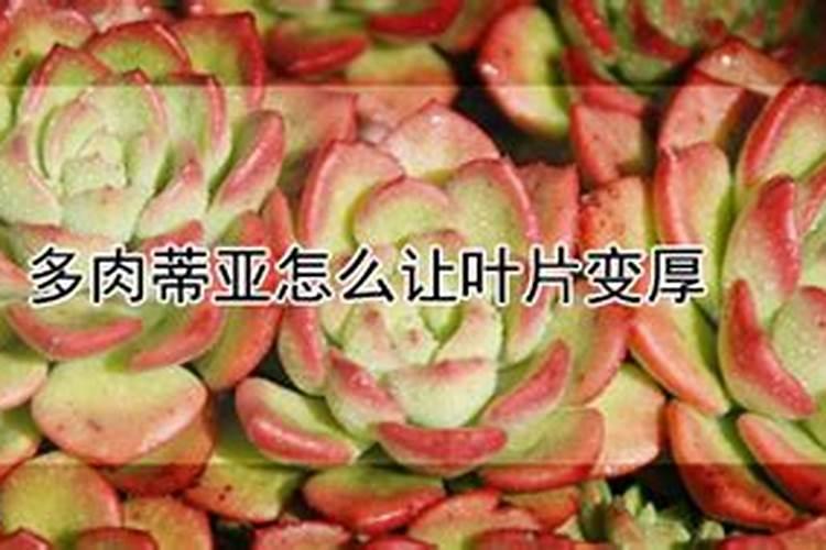 怎样养多肉才能又肥又厚