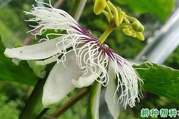 百香果开花的时候能施肥吗？