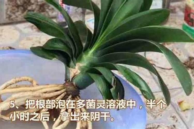 君子兰该如何施肥