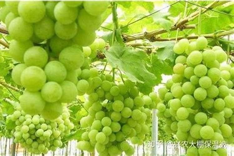 家庭养花土壤如何增肥(日常生活常见的物品为前提)