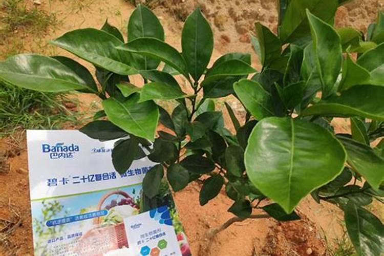 刚移植的树苗喷什么提高成活
