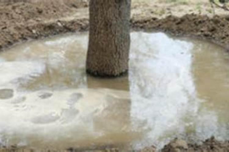 移栽后树的叶子都枯萎了,怎么办？