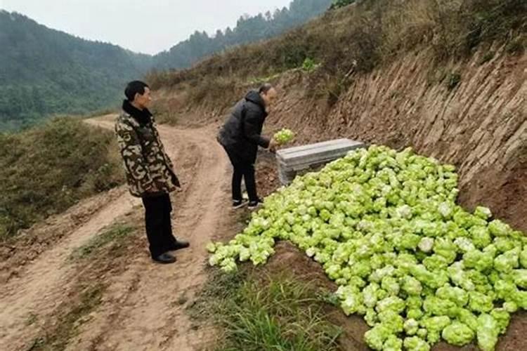 种青菜如何正确施肥