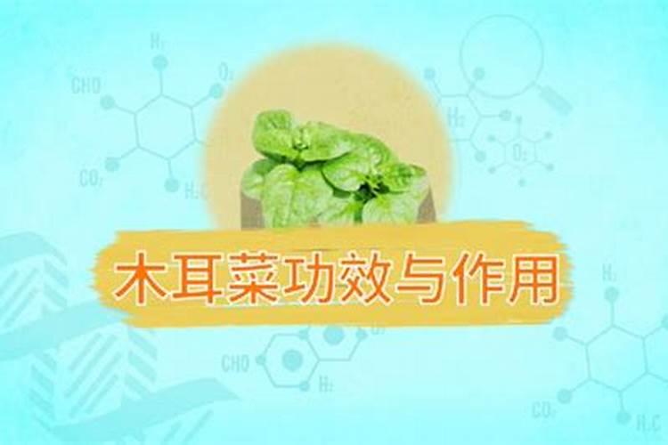 木耳菜含有哪些营养价值？