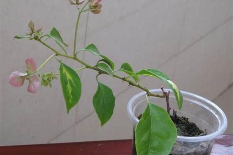 种植油菜为什么要施硼肥油菜啥时候施硼肥好