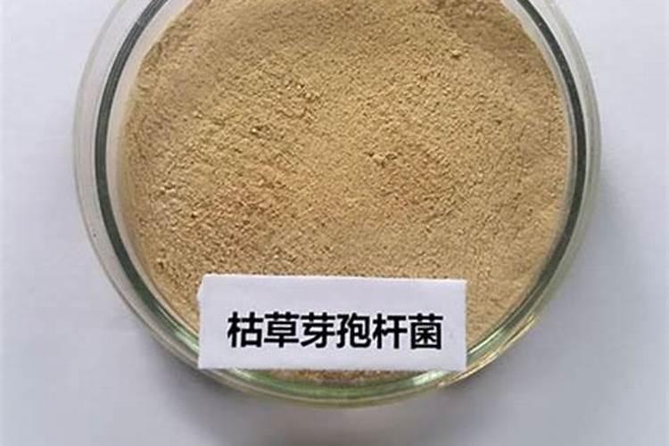 草莓得了空心病我该怎么进行田间管理？