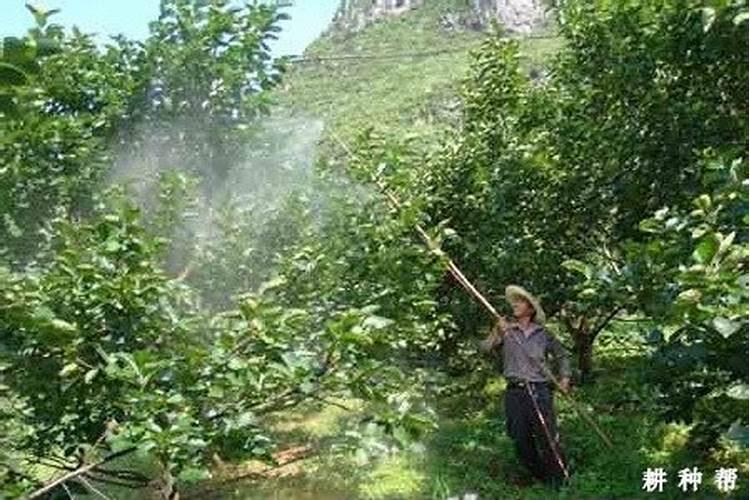 西红柿柿子苗移栽的时候底肥拌多了怎么能解？