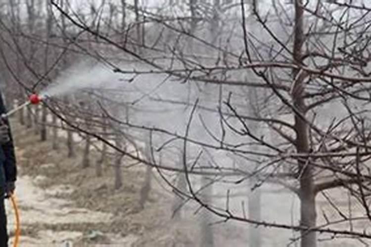 请专家们说说柿子树的炭疽病怎预防和治疗呢？