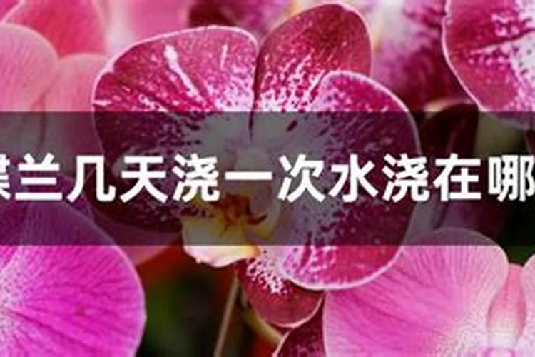 如何给蝴蝶兰喷叶面肥