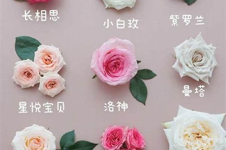 地栽月季施肥时间和方法