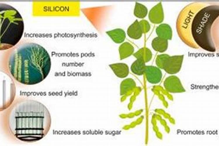 化肥中的硅含量元素对种植大豆有什么好处