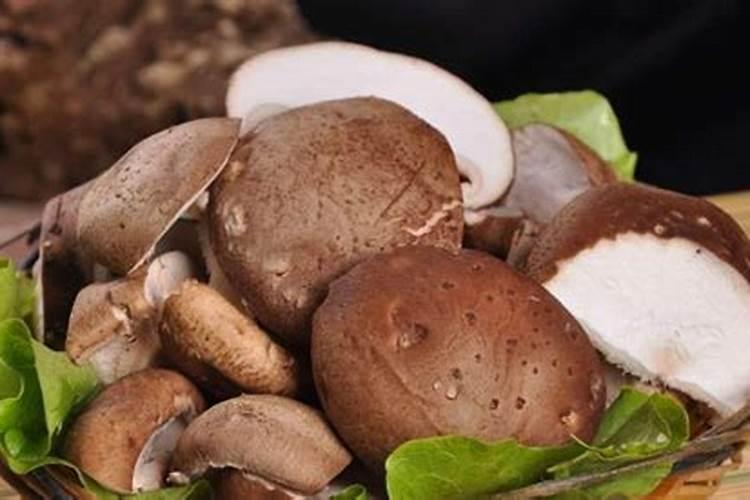 香菇的种植方法