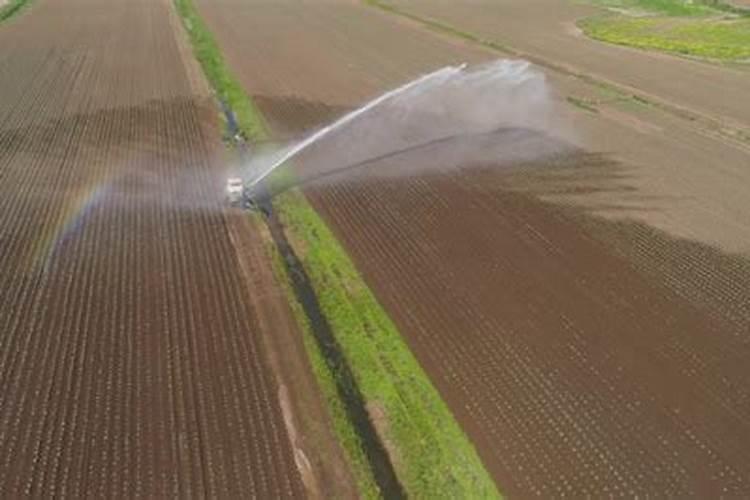 水稻幼苗健壮在苗床期需要使用什么水溶肥